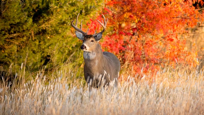 It's all about hunting this weekend at the deer classic in Rothschild