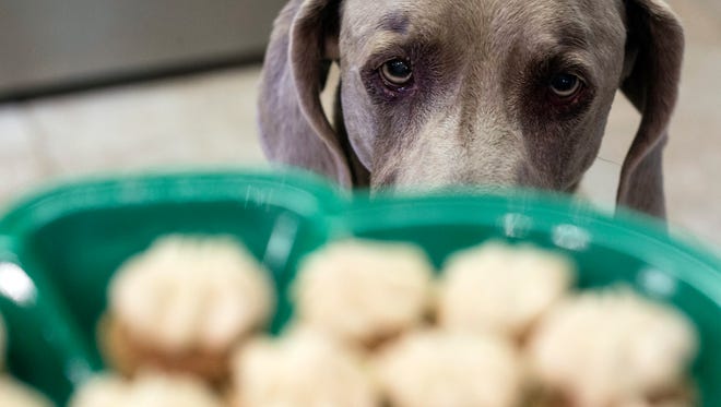 Birdie the Weimaraner was ready for a sample from a fresh batch of peanut butter pupcakes. 3/6/17