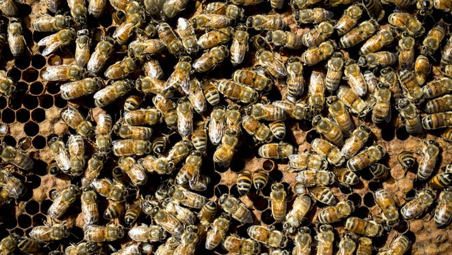 A swarm of bees attacked two men in Phoenix near 14th Street and McDowell Road, fire officials said.