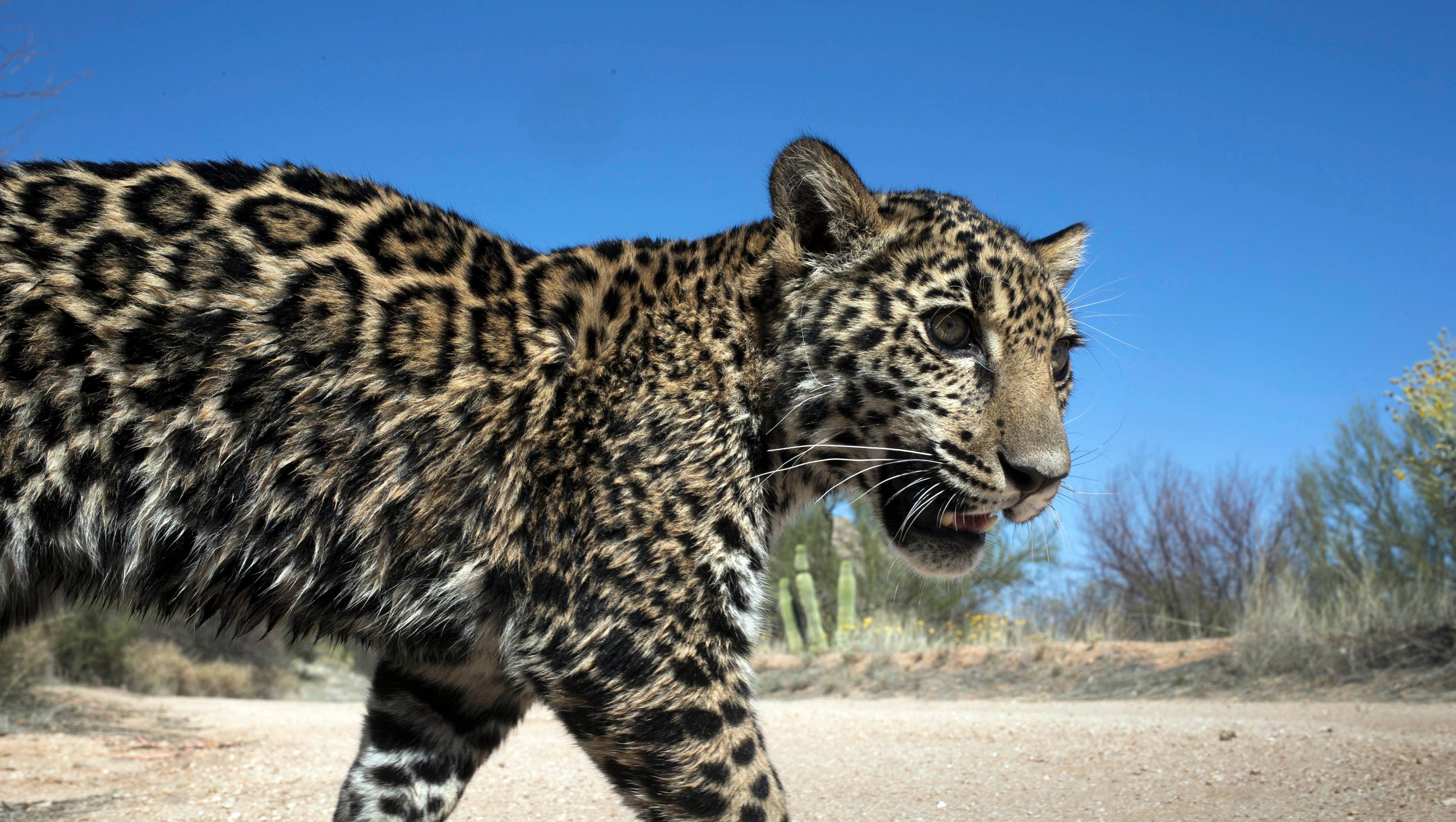 Endangered Species And The Wall That Could Silence Them