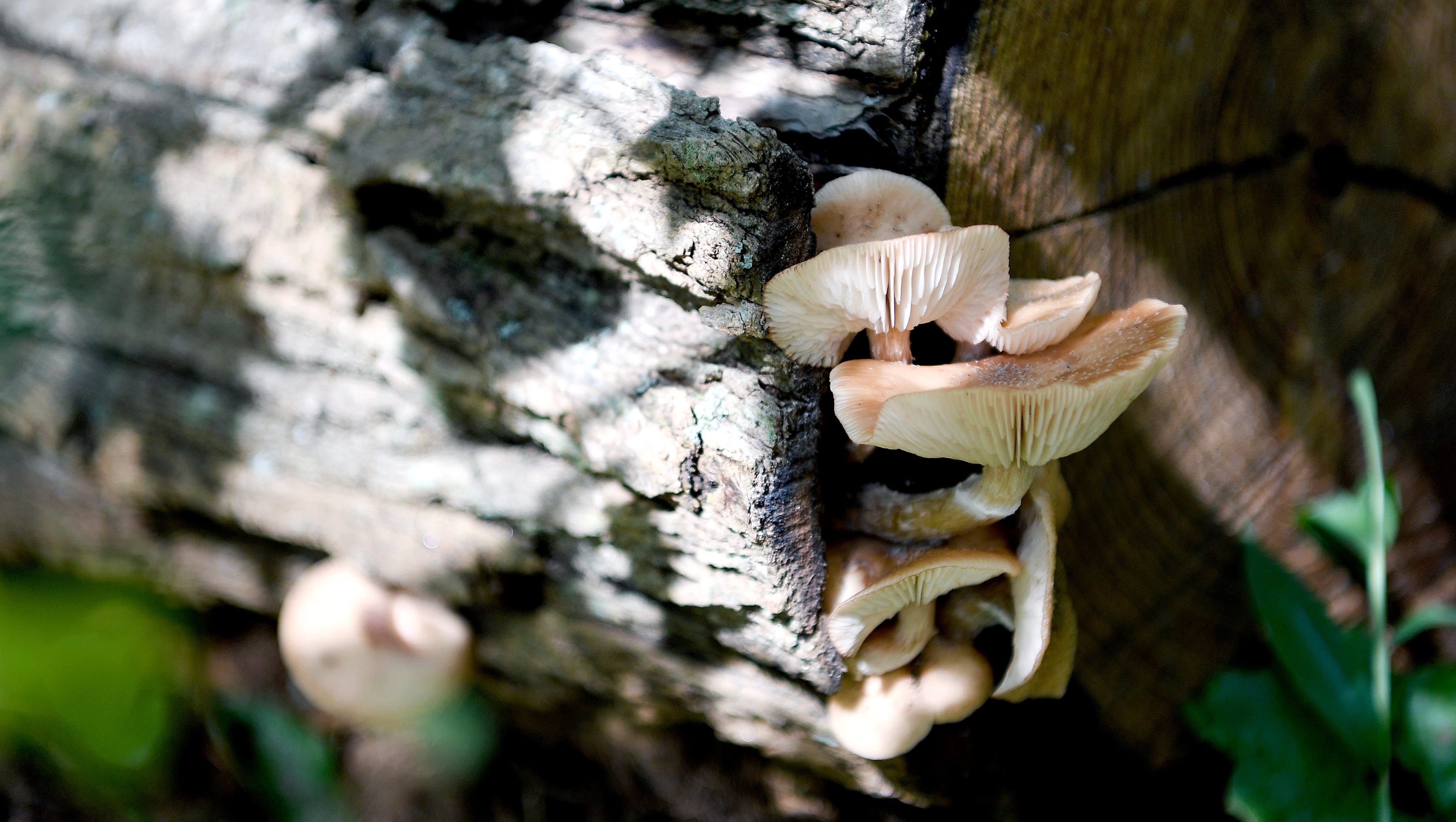 It's now legal to sell wild mushrooms in NC restaurants