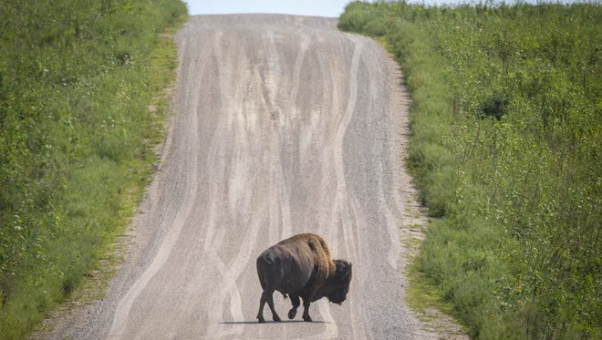 A bison crosses the auto trail in the Neal Smith National Wildlife Refuge. .