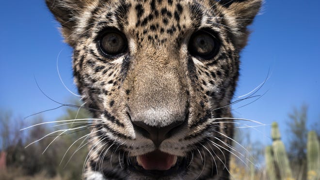 Tutu'uli, a 6-month old female jaguar is spotted at the Ecological Center of Sonora, Hermosillo, Mexico., March 19, 2017.