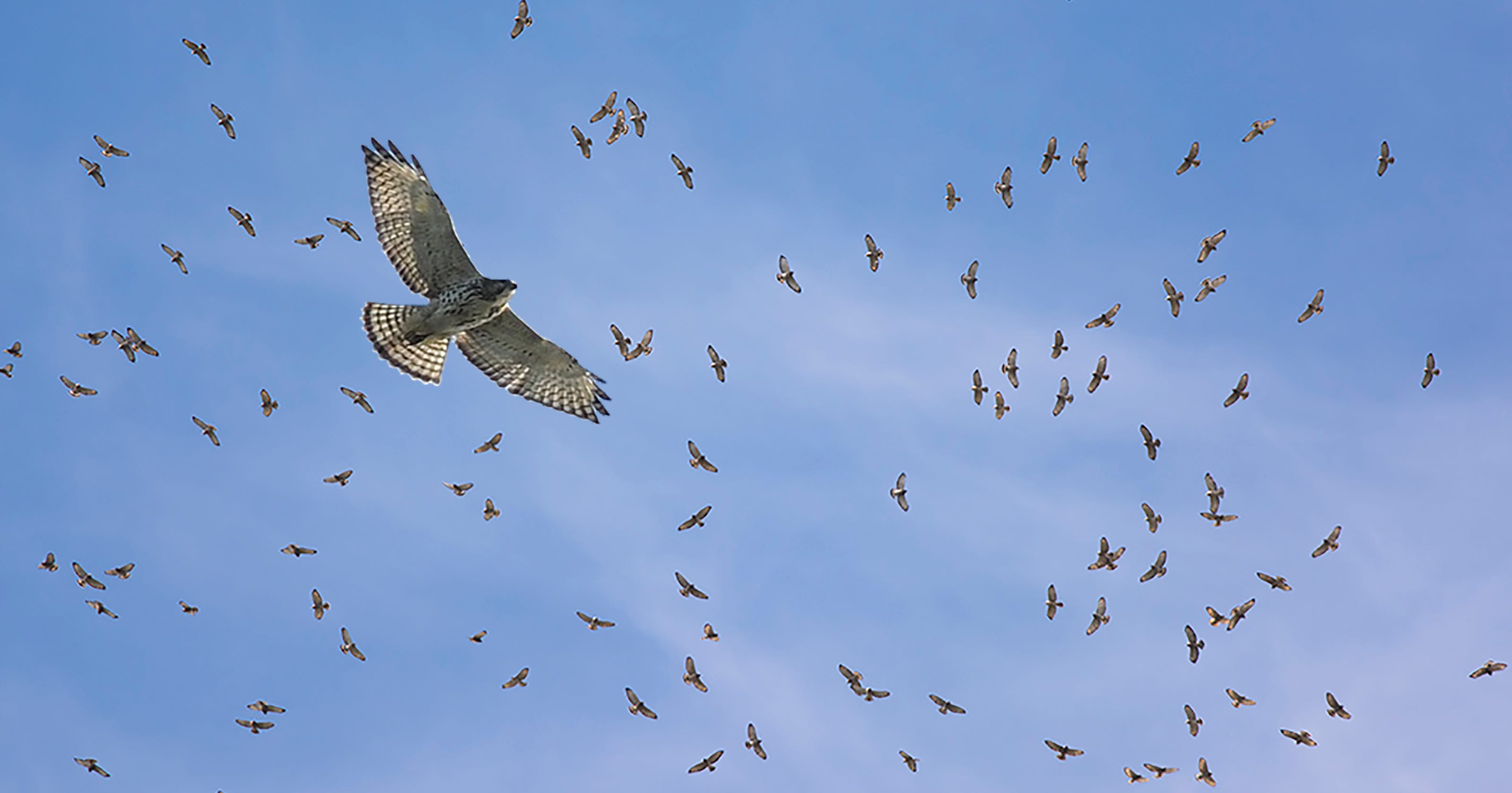 Thousands of hawks fly over Detroit River as migration peaks