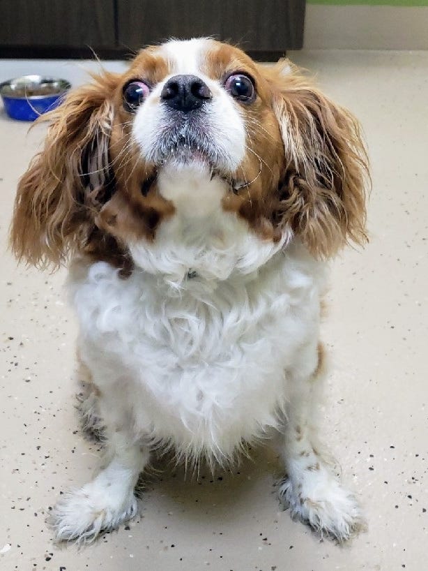 Well Mannered Connor Is Pleased To Meet You Dogs Cats Forever