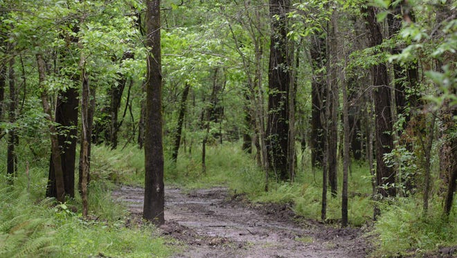 The Atchafalaya National Wildlife Refuge is full of hiking trails that will lead you to the heart of the Louisiana wilderness.
