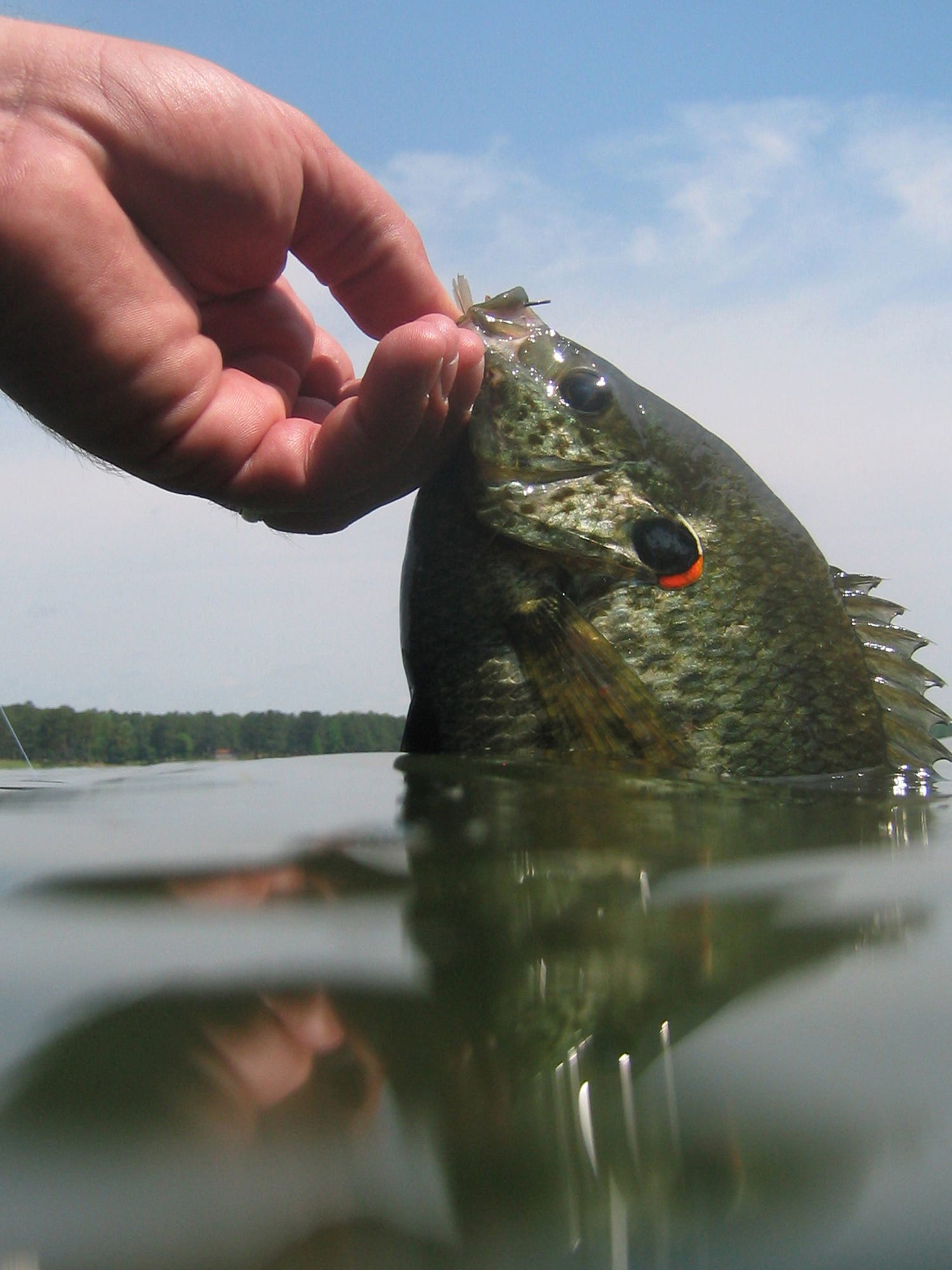 Big Bream Abound At These 5 Lakes
