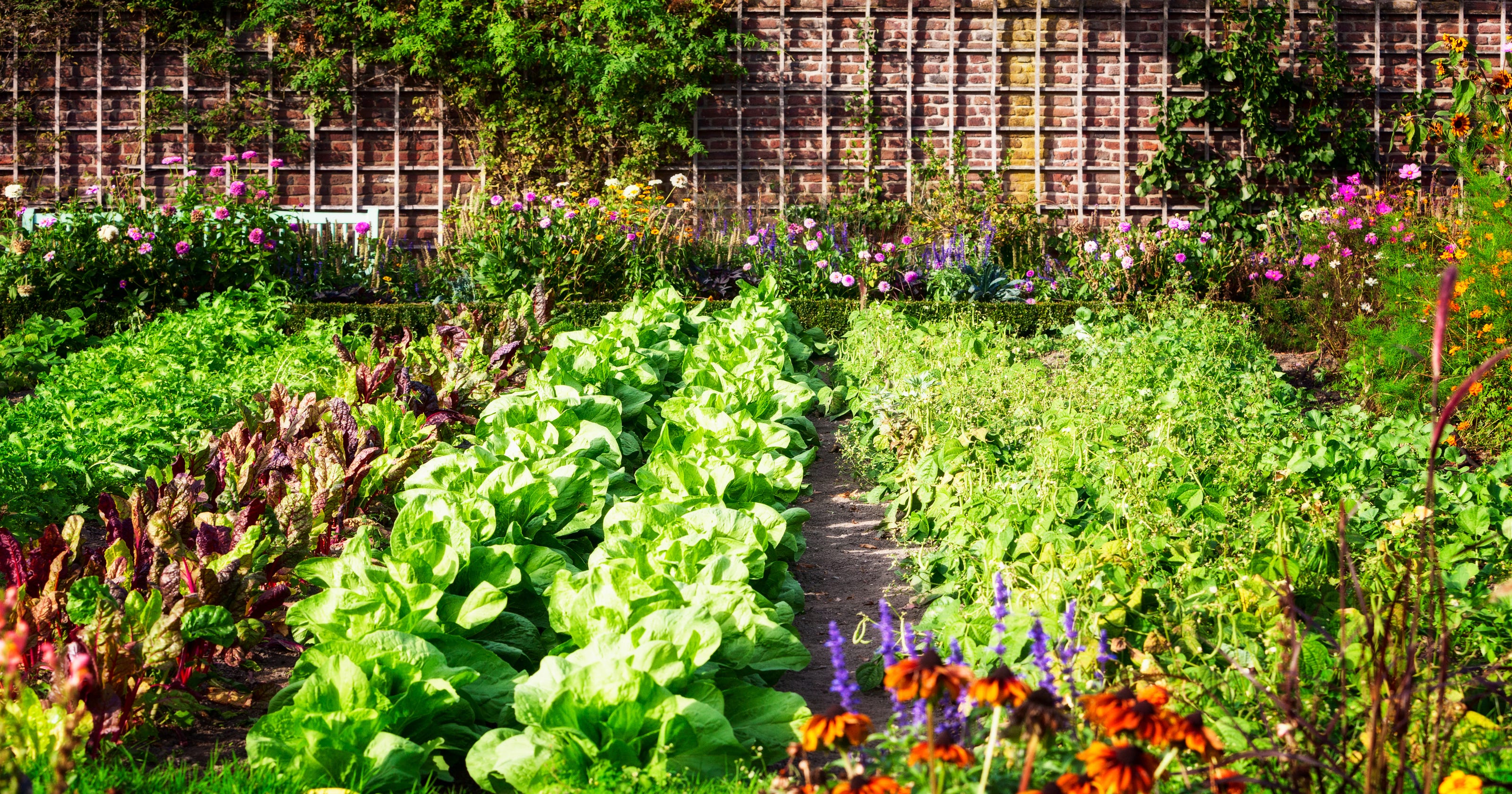 How To Start Your Own Backyard Vegetable Garden