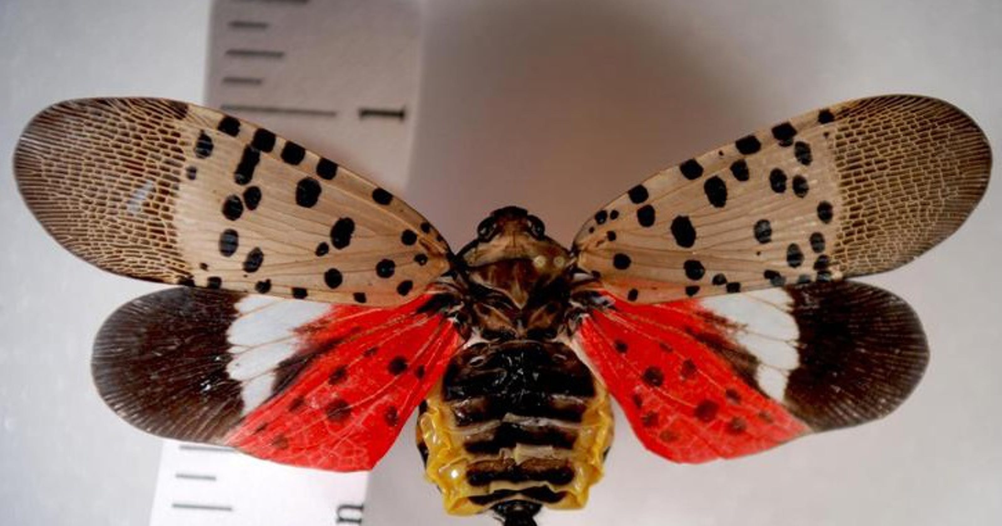 Spotted lanternfly, a new treedestroying bug, found in New Jersey