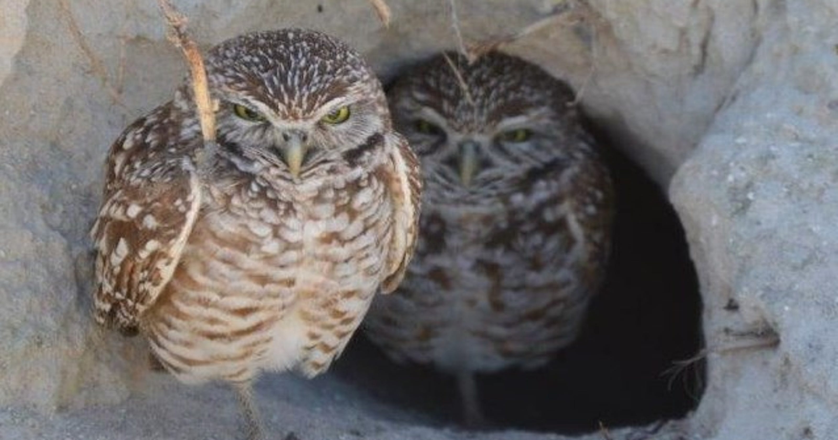 Burrowing Owl Festival celebrates and educates