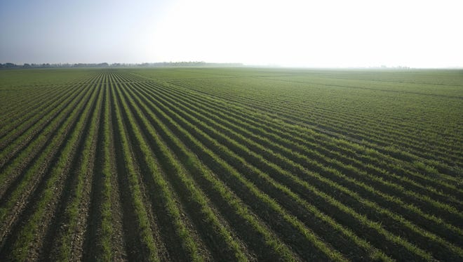 Agricultural landscape.