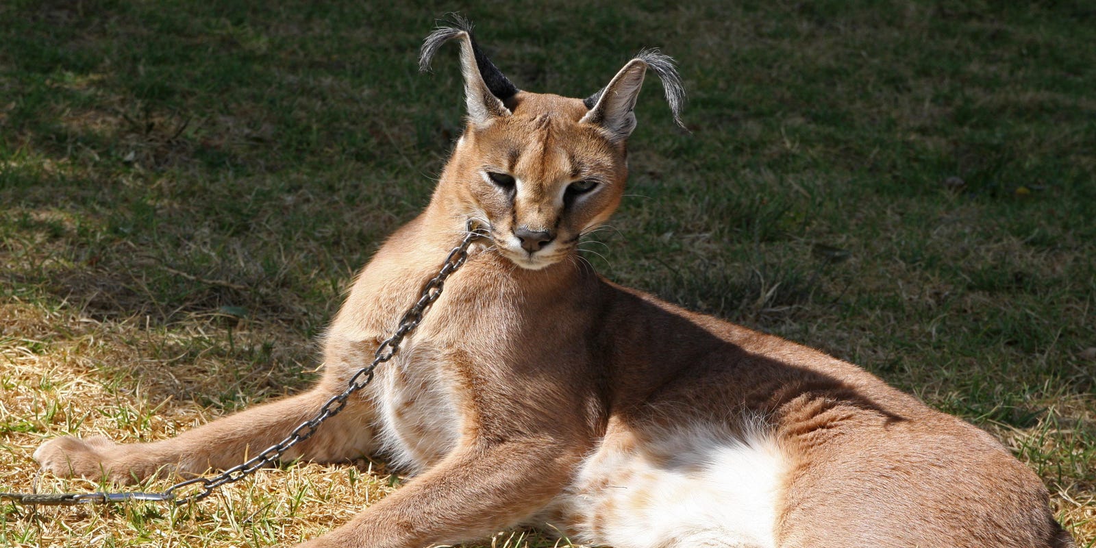 Meet Bartley An African Caracal Cat