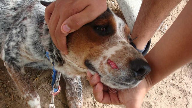 A photo entered into evidence during trial shows Bebebeto with a wound to his snout.