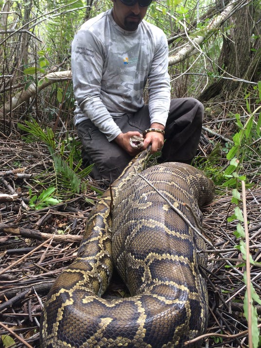 636555228362449747-1---Burmese-python-captured-in-Southwest-Florida-with-large-prey-item-.JPG