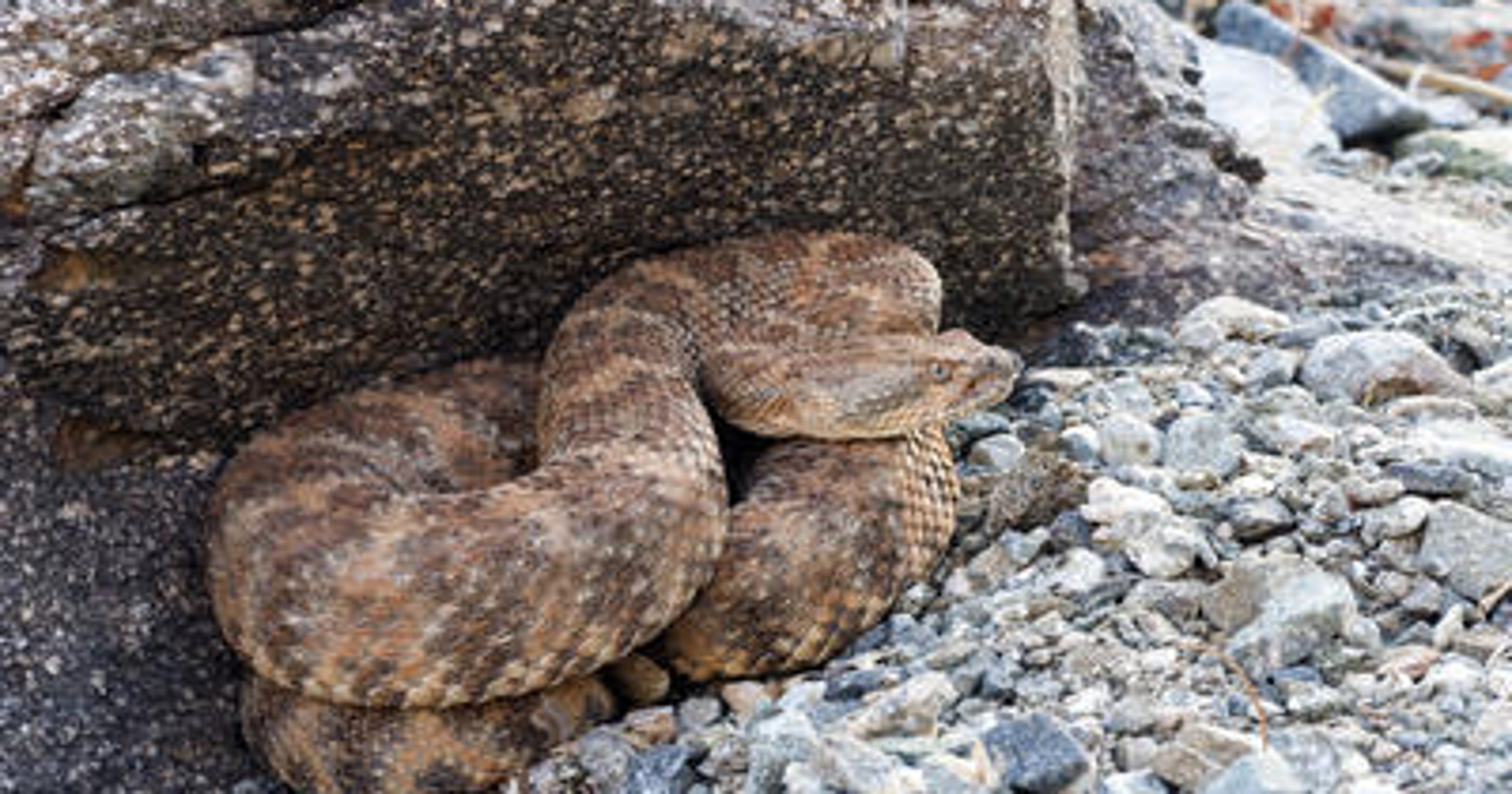 Expert This Time Of Year Is Rattlesnake Heaven