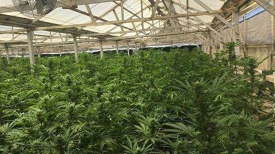 The Cannabis industry is prepping for the sales and cultivation of medical marijuana in Salinas the county