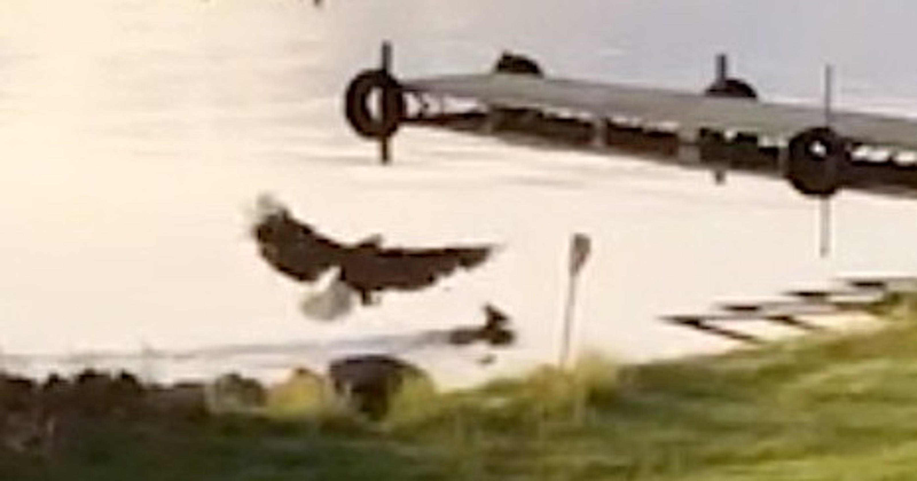 Bald eagle killing fawn captured on video
