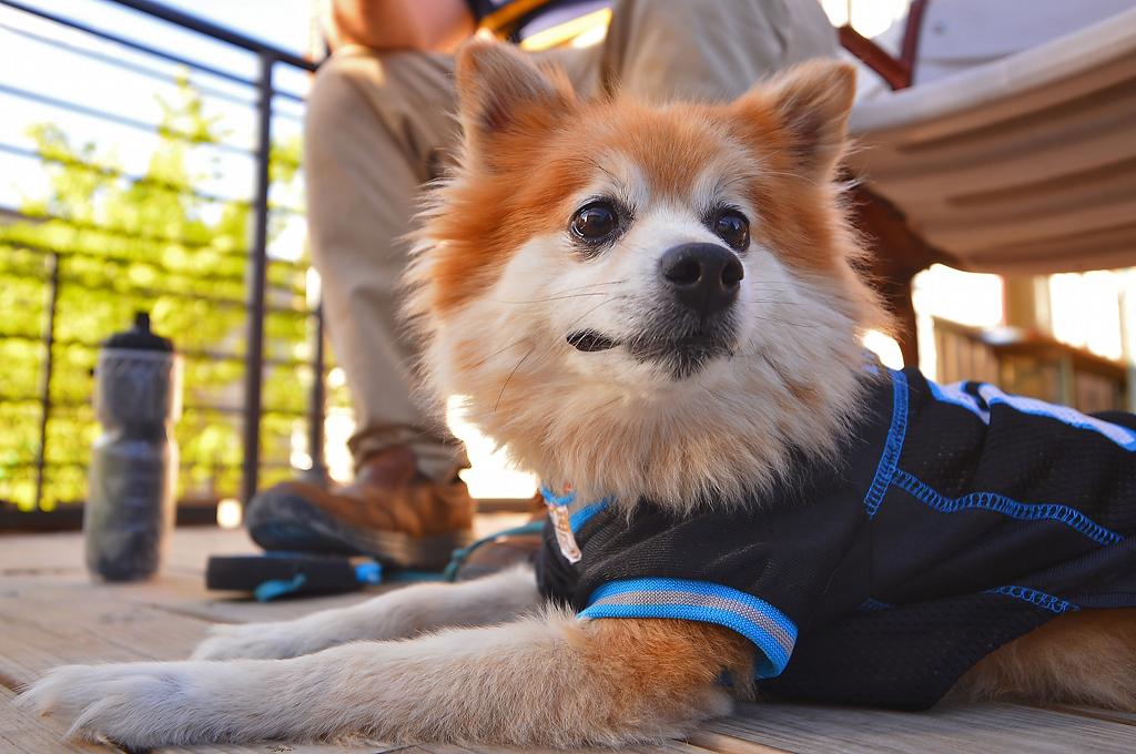 free dog and cat food