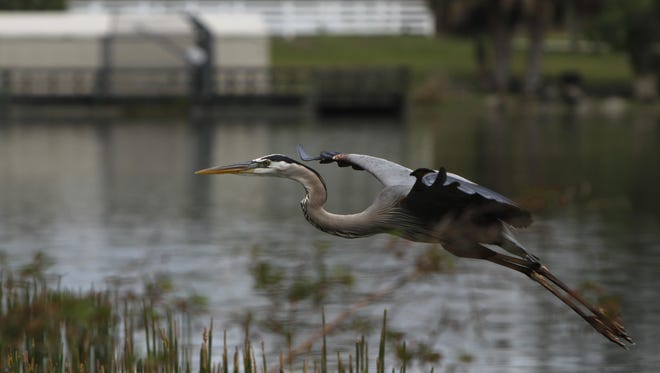A great blue heron flies from one side of the lake to another at Lakes Park. Water levels at Lakes Park are low but will rise soon as the rainy season begins. Sarah Coward/ The News-Press