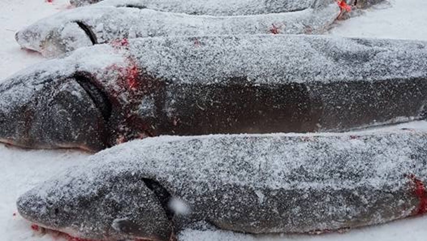 Black Lake sturgeon season One hour, seven fish