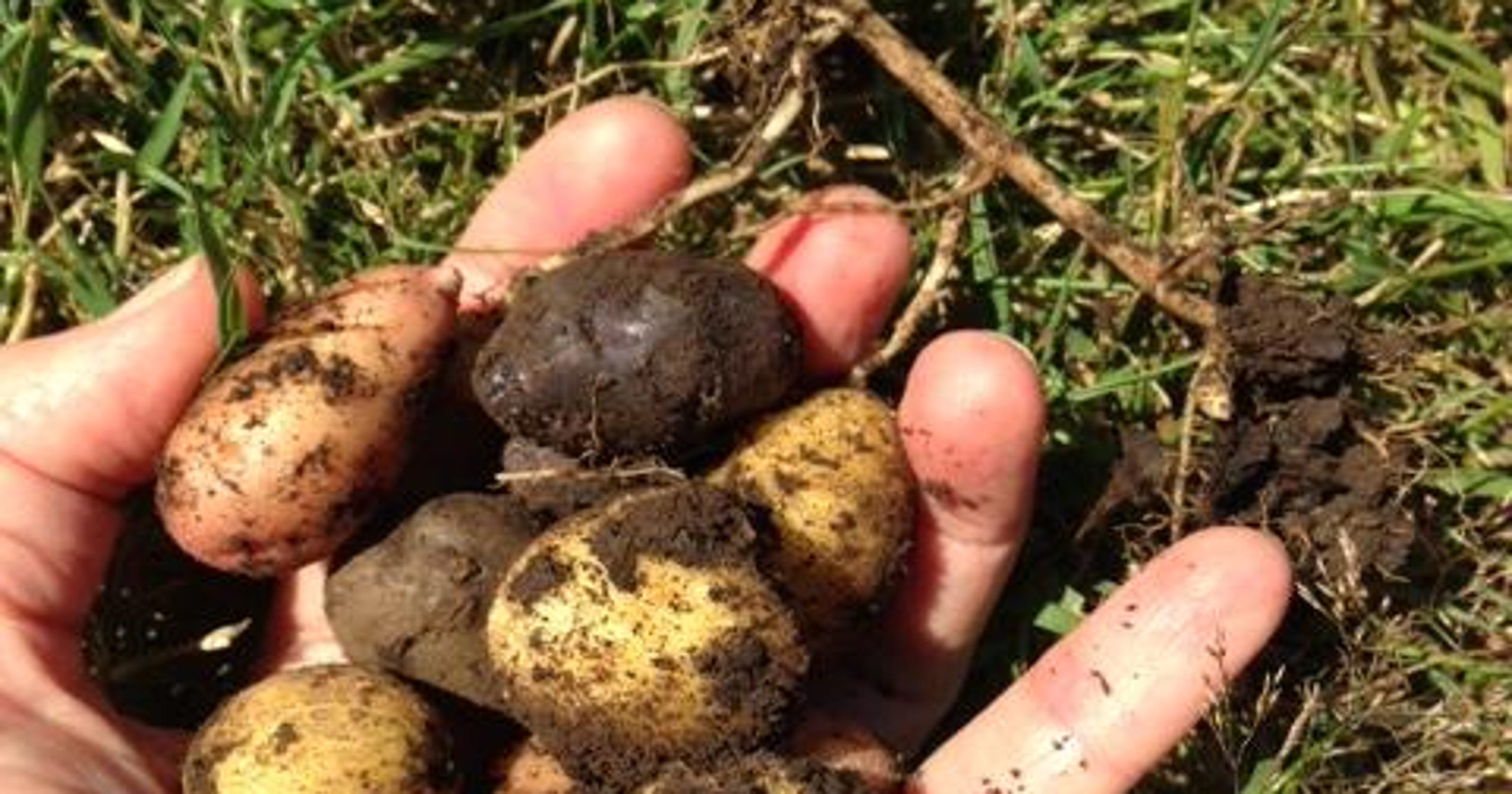 Flowering doesn't mean potatoes are harvest ready