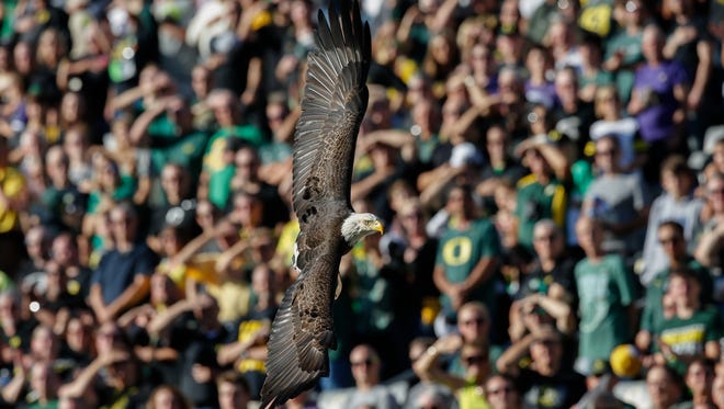 A bald eagle soars into the stadium as part of opening ceremonies prior to the game between the Washington Huskies against the Oregon Ducks on Oct. 8, 2016 at Autzen Stadium in Eugene, Oregon.