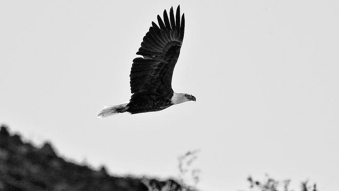 In this Jan. 4, 2012 photo, a solitary adult Bald Eagle soars over a ridge line at Lake Mead near Boulder City, Nev.