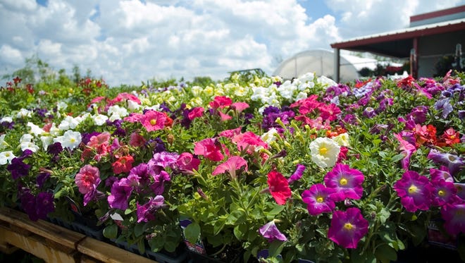 Colorful petunias blooming in front of a greenhouse