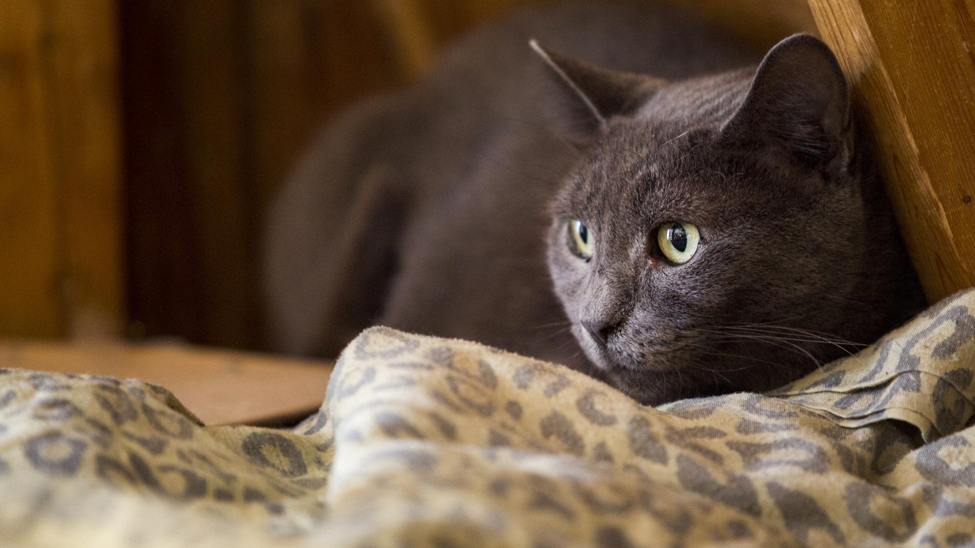 Got rodents? Adopt a barn cat