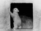 In this 1979 photo, a polar bear cub plays in the Sun