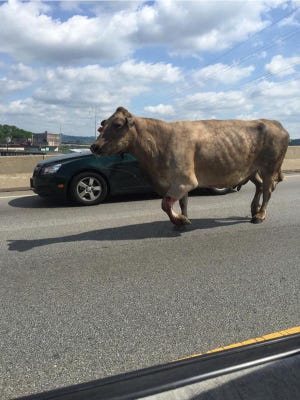 Cow on the loose on Western Hills Viaduct