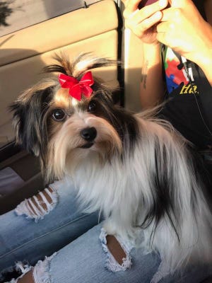Mesa police are investigating after this small dog, BeBe, went missing from a pet grooming facility on Feb. 24, 2018.