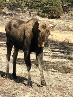 Colorado Parks and Wildlife staff, aided by others, rescue a bull moose from a cattle guard north of Red Feather Lakes on Monday, March 12, 2018.
