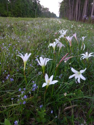 Rain lilies (Zephranthes atamasca) during spring, off State Road 267.