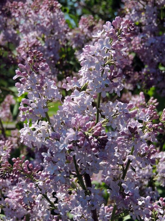 garden questions can lilacs
