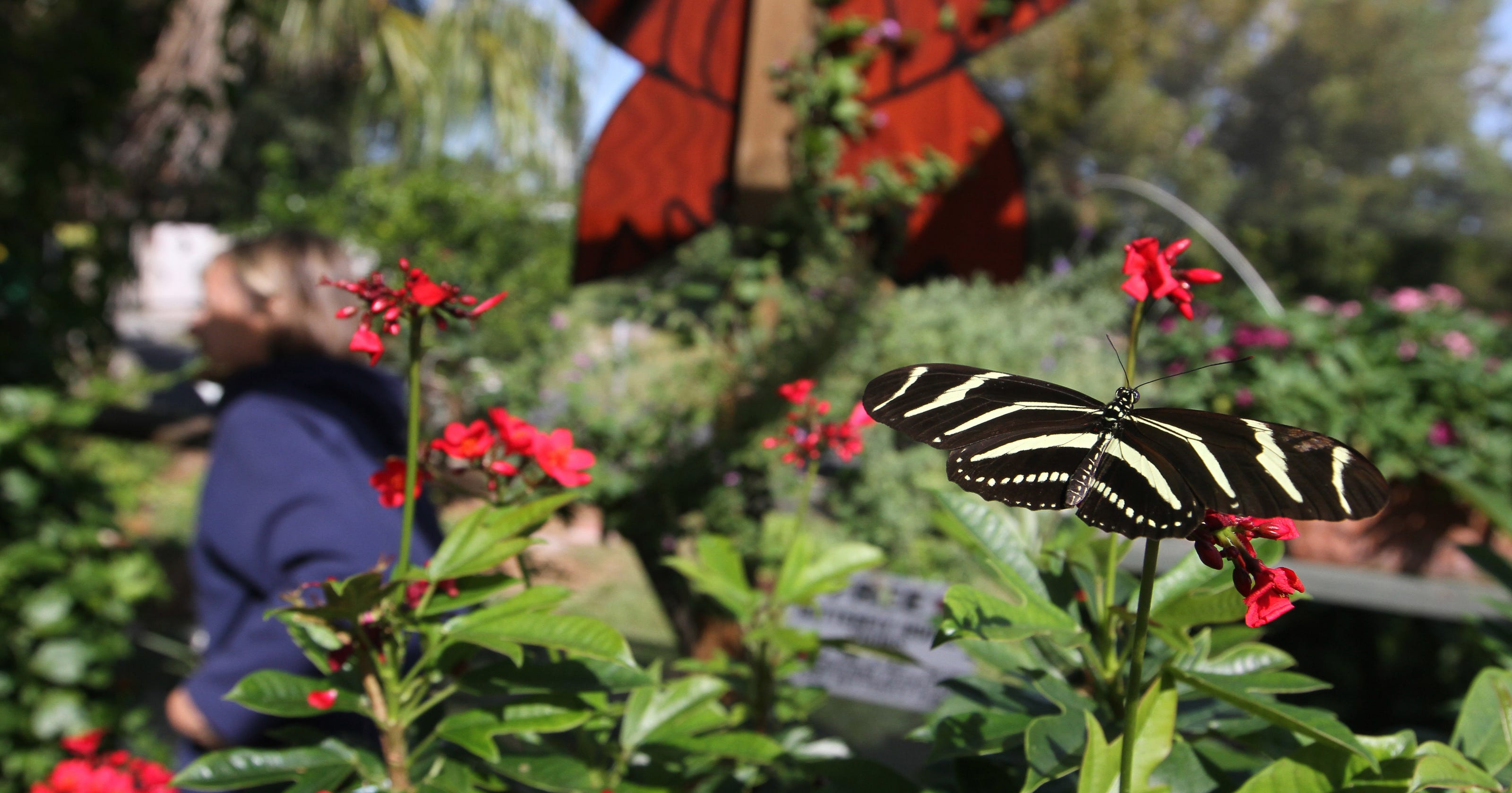 5 Things About Cape Coral S Tom Allen Butterfly House