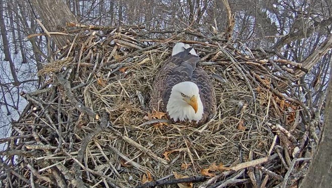A Hanover eagle sits atop its nest on Jan. 29.