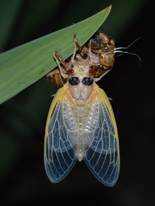 Big eyes, long wings, humming: Must be cicada season