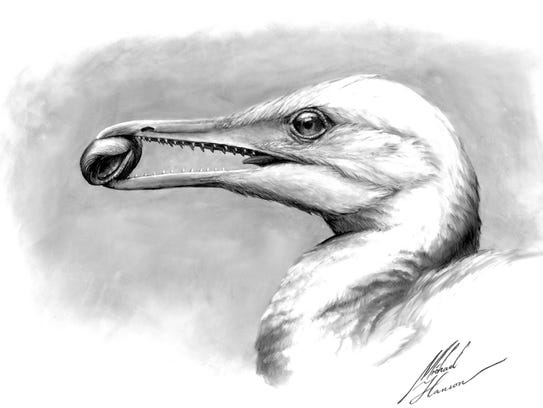 First bird beak discovered, a key in how birds evolved from dinosaurs