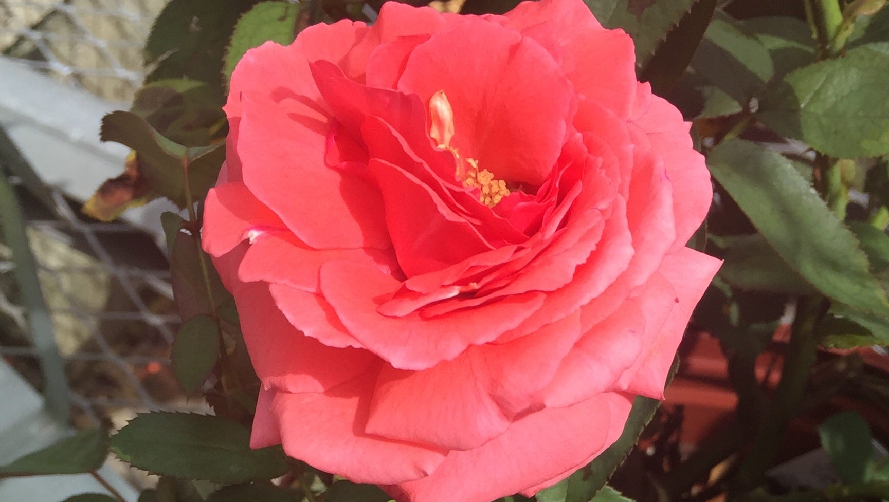 Roses Can Grow In Sw Florida But It S Not Easy