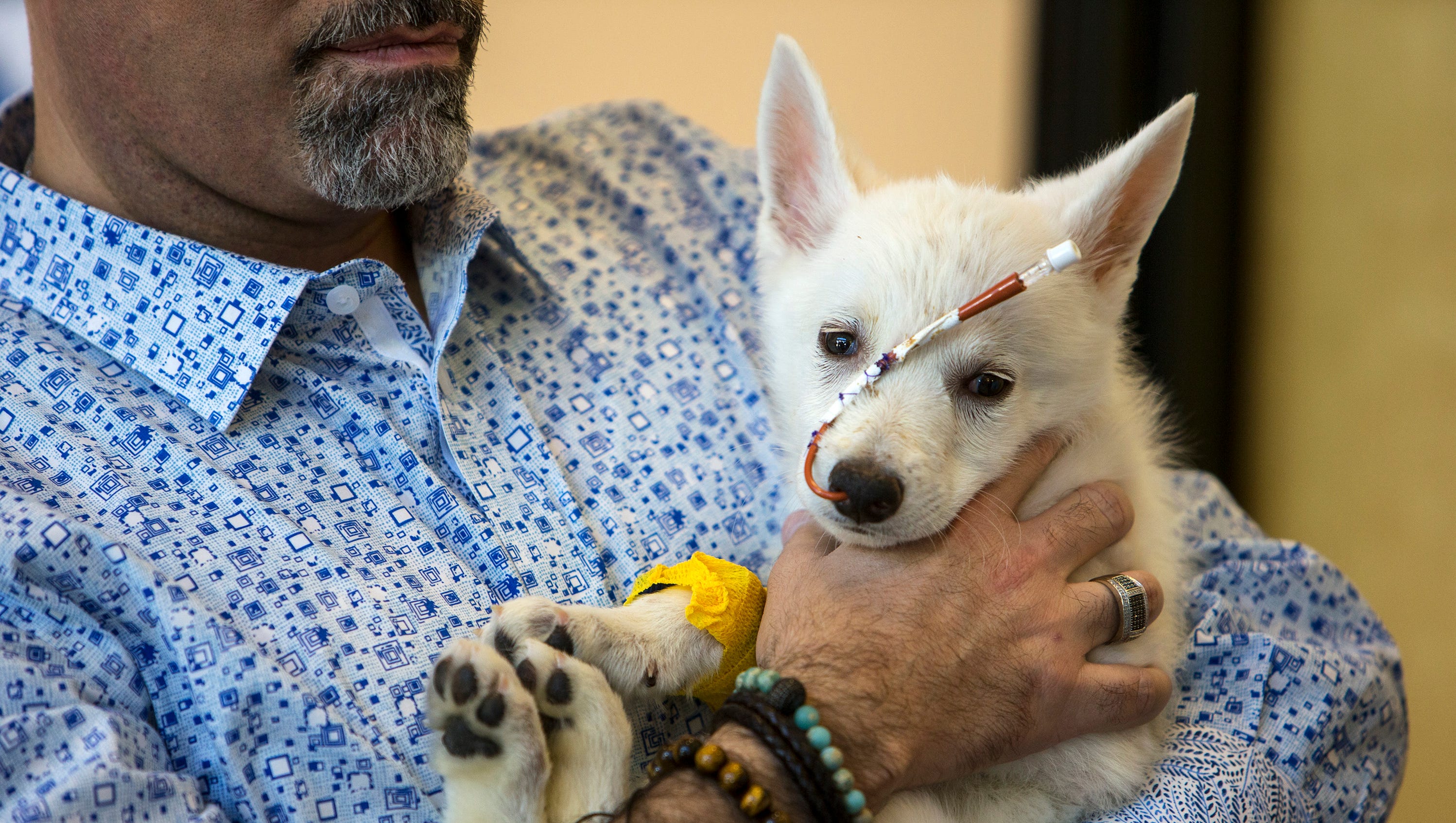 Husky Puppy Making Remarkable Recovery After Abuse