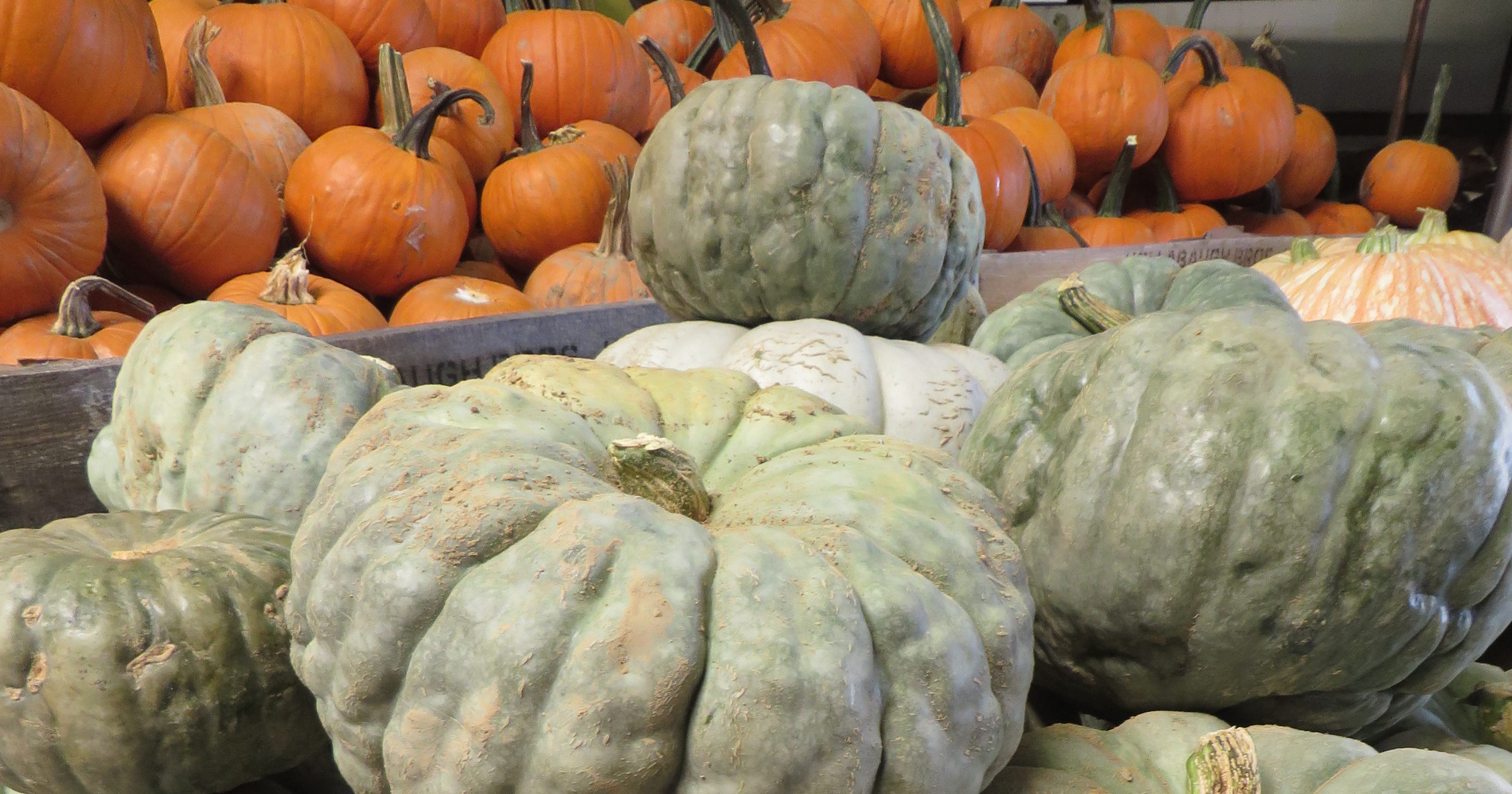 jarrahdale pumpkin taste