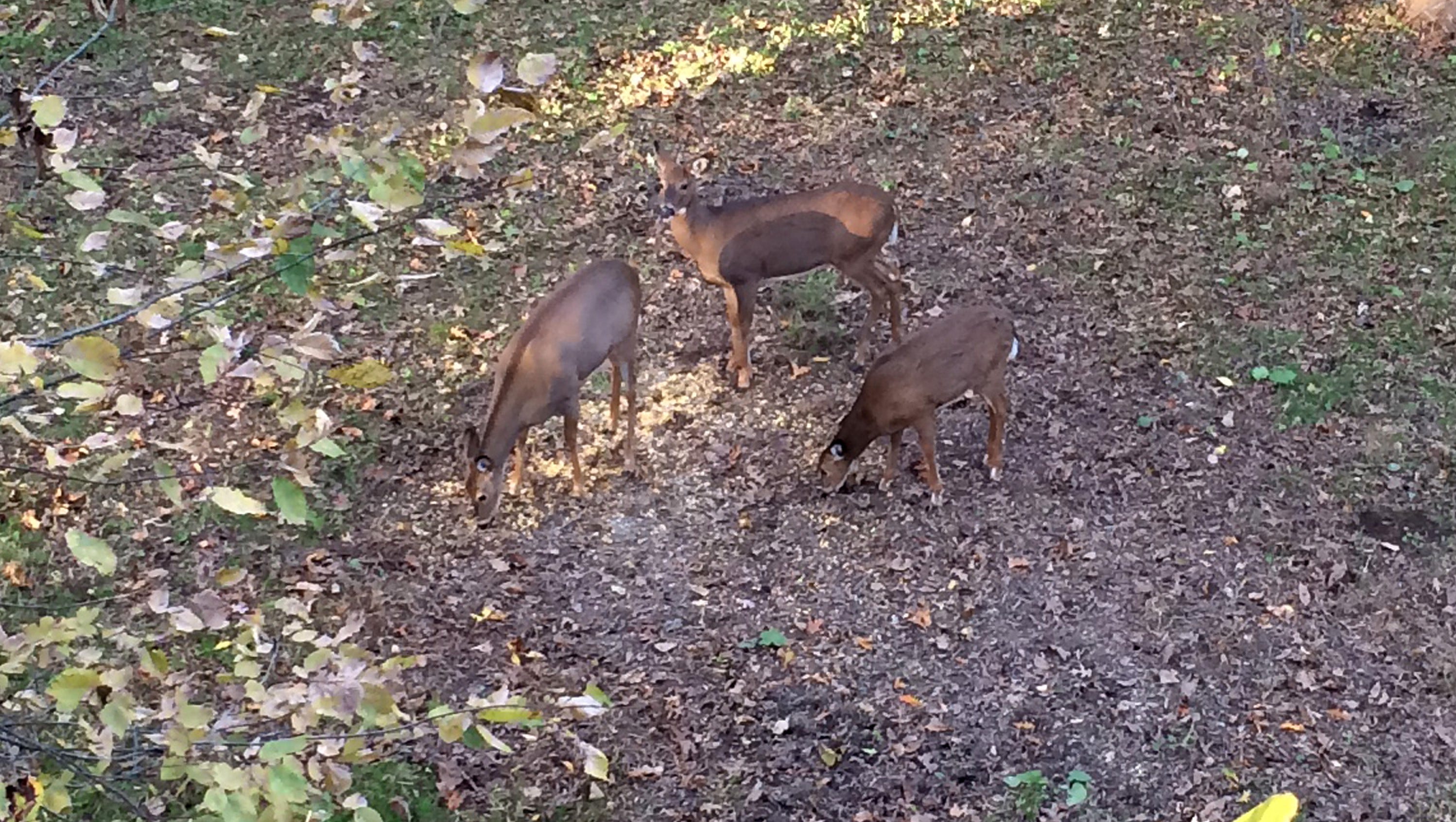 Illegal Deer Baiting Continues To Be A Problem Illegal Deer Baiting Continues To Be A Problem