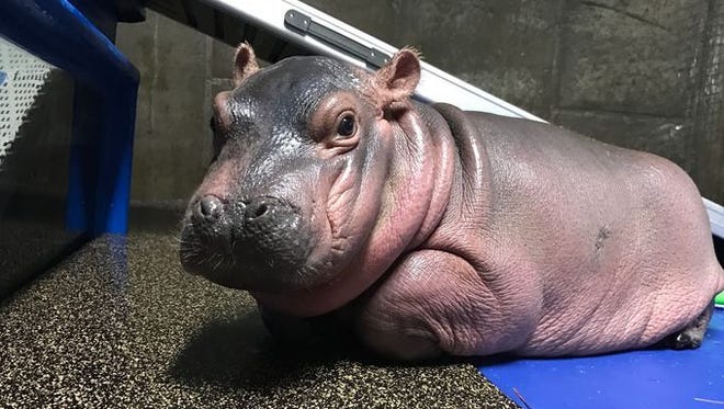 Born Premature Last Year Fiona The Baby Hippo Is Making Major Gains Born Premature Last Year Fiona The Baby Hippo Is Making Major Gains