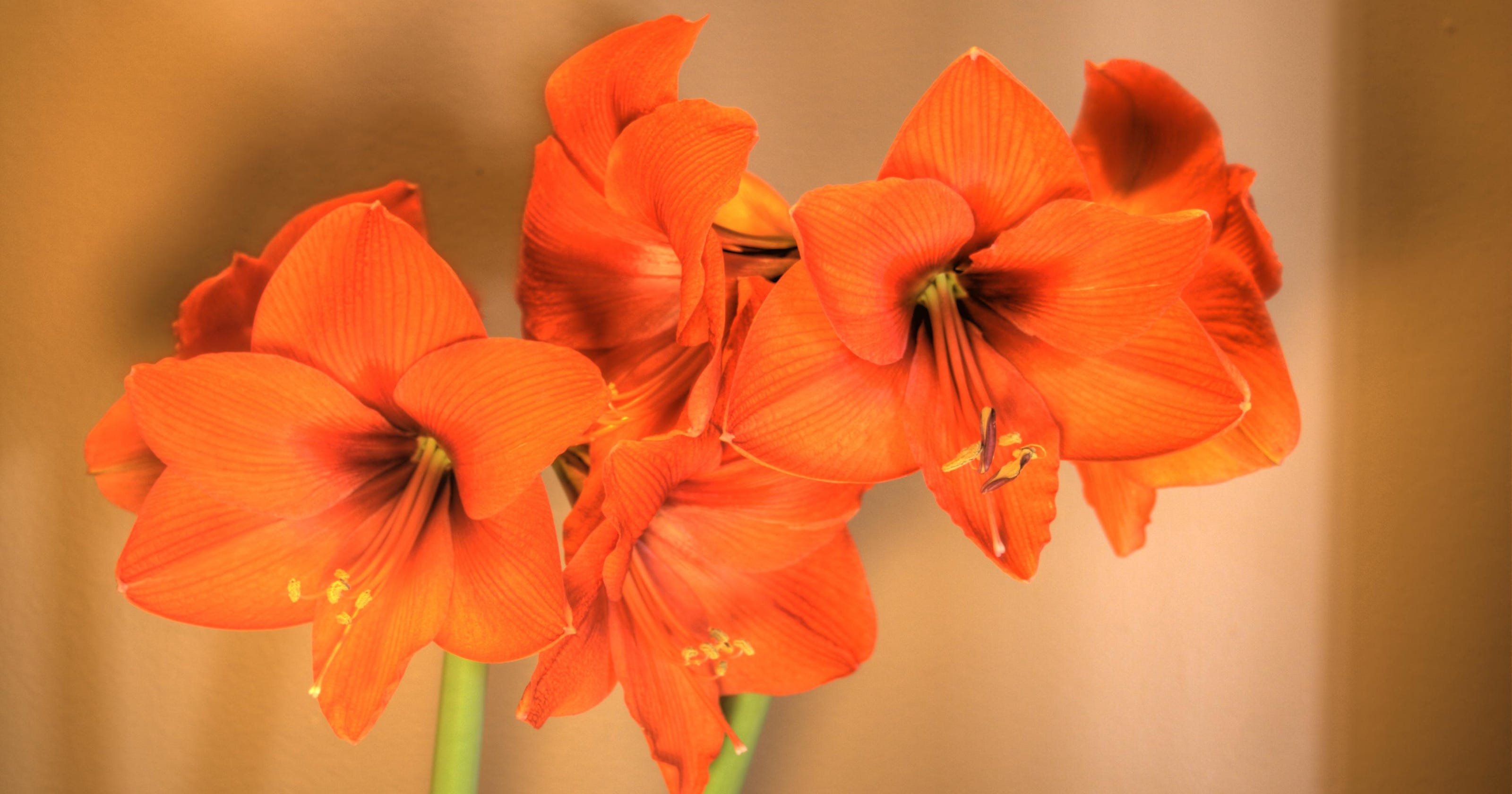 Gardening Amaryllis bulbs offer color in the winter