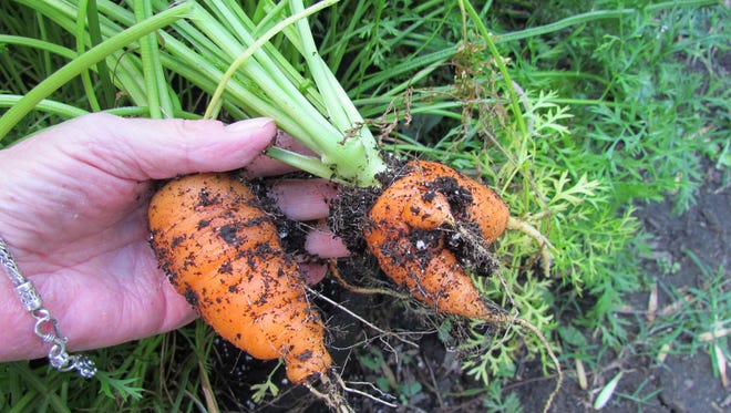 Easy-to-grow Short Stuff carrots are the perfect size for roasting.