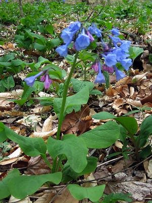 Virginia bluebells are native plants that beautify a spring garden.