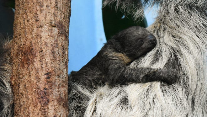Denver Zoo expecting baby sloth birth in early 2019