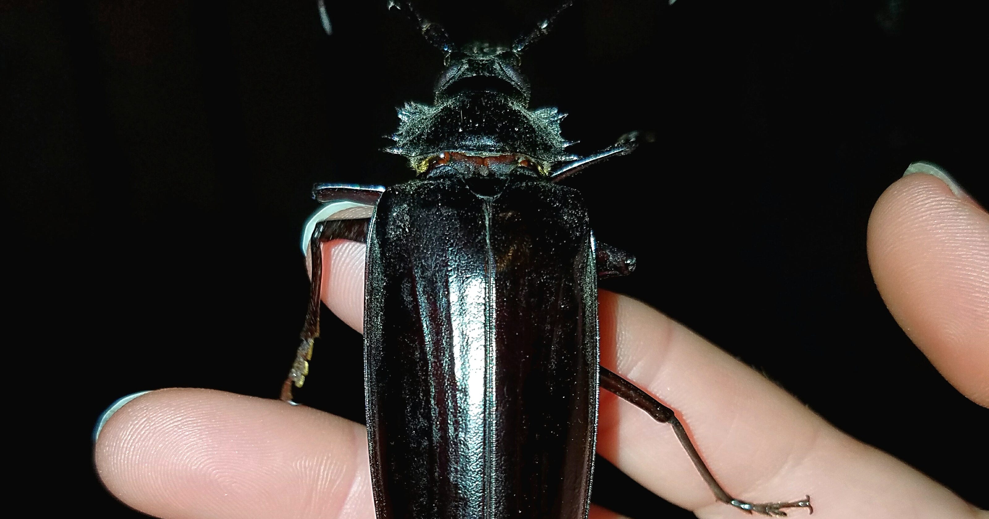 Giant flying beetles swarm Arizona in search of love