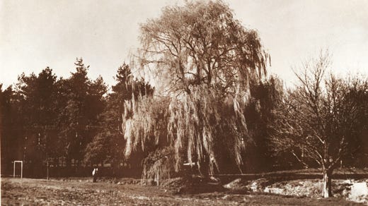 042912-sub-Willow-tree